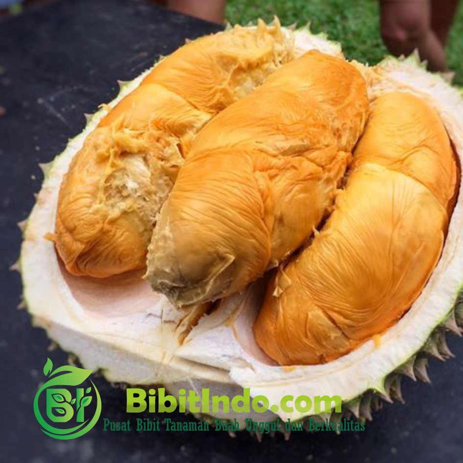 Durian Duri Hitam Ochee Black Thorn Bibit Indo