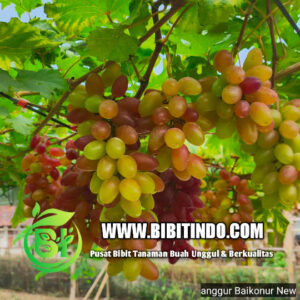 bibit-buah-anggur